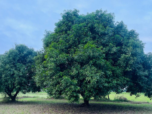 Farm Land in Gummidipoondi, Chennai